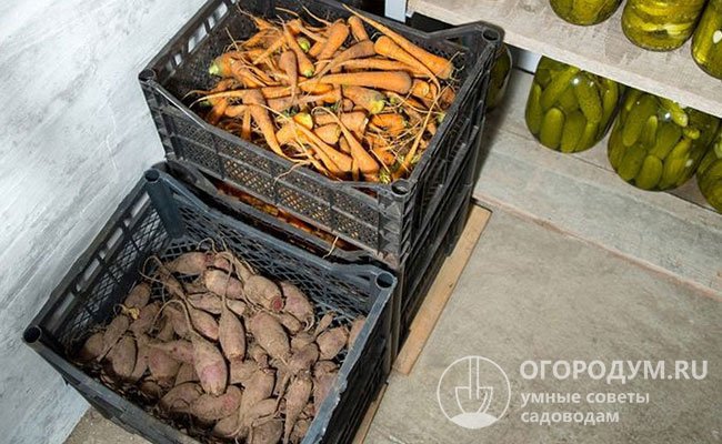 Хорошие соседи для редьки – морковь, свекла, картофель; нежелательные – яблоки и груши