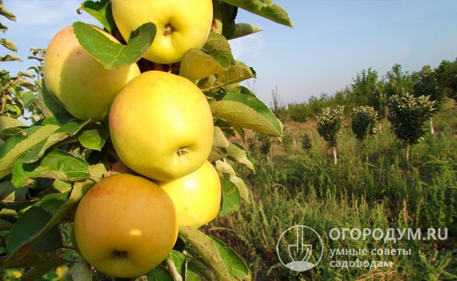 Компактные габариты – основное преимущество плодовых деревьев с колонновидным типом кроны