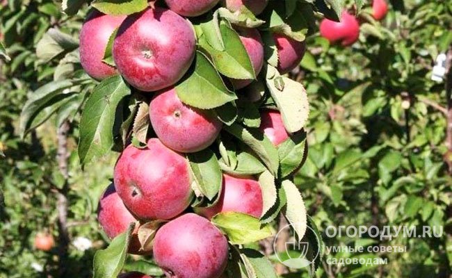 «Есения» (на фото) – зимний сорт с крупными сладкими яблоками