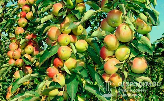 Плоды сорта «Зеленый шум» сохраняют свои товарные и потребительские качества до января