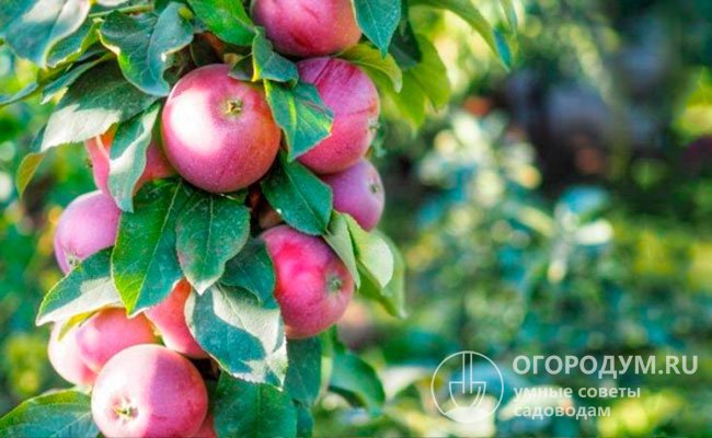 Колоновидные сорта яблонь: описание, характеристика, фото, отзывы