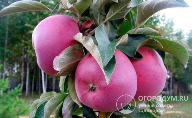 В холодильнике яблоки могут храниться до марта