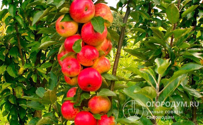 На фото – созревшие яблоки сорта «Арбат»