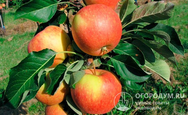 Яблоки сорта «Восторг» предназначены для зимнего потребления
