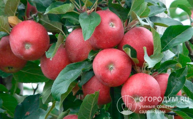 «Коваленковское» – один из немногих летних сортов, плоды которых неплохо транспортируются и хранятся в прохладном месте до 2 месяцев