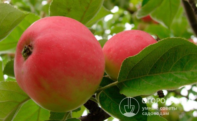 Яблоки, собранные в стадии технической спелости, могут храниться до 3 месяцев, полностью созревшие – не более 1,5