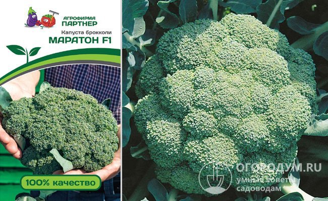 Урожайность «Маратон F1» достигает уровня 3,2 кг с 1 м2