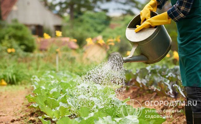 Биохимический состав овощной продукции напрямую зависит от плодородия почвы, погодно-климатических условий и интенсивности агротехники