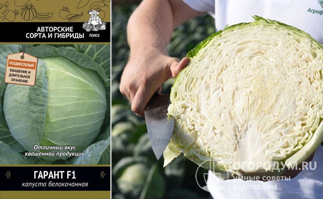 Лучшие сорта белокочанной капусты: названия, фото, отзывы