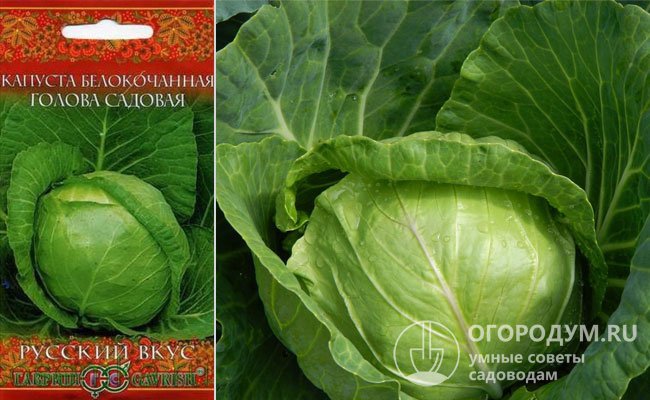 Лучшие сорта белокочанной капусты: названия, фото, отзывы