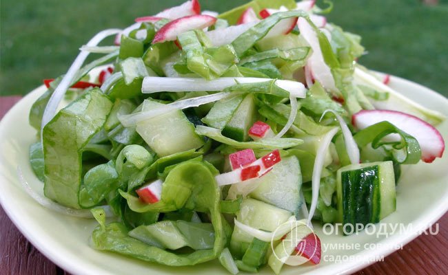 Летняя капустка прекрасно подходит для употребления в свежем виде, приготовления сезонных салатов и других блюд