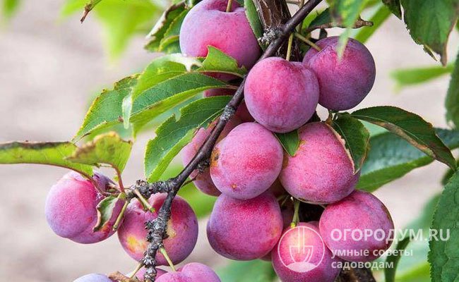 Плоды «Сувенира востока» свисают с веток в виде гроздей