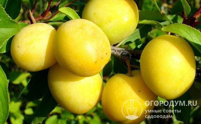 «Уральская золотистая» приносит небольшие, одномерные (в среднем 16-17 г), сочные, кисло-сладкие плоды универсального назначения