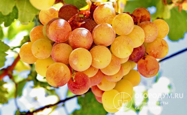 Виноградины «Аромата лета» имеют приятный вкус, немного напоминающий землянику