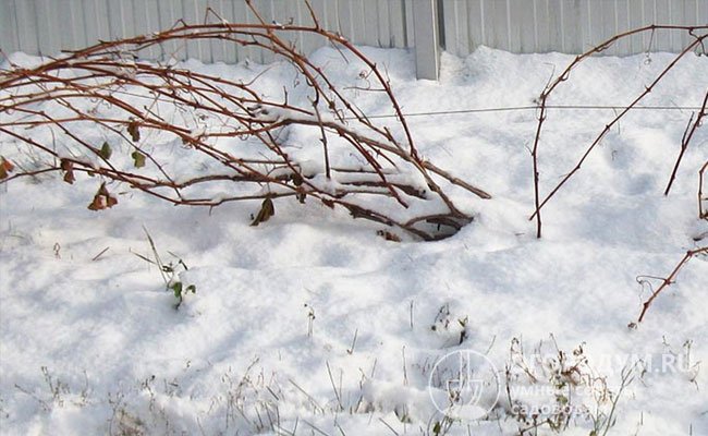 Естественной защитой от вымерзания лозы служит снежный покров