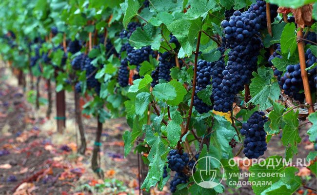 Отводя место под виноградник, важно заранее определиться для чего будет предназначен основной урожай – для употребления в свежем виде или переработки