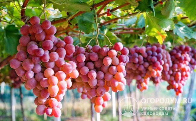 Для получения ягод и гроздей более крупных размеров, их равномерного вызревания, улучшения вкусовых качеств проводят нормирование урожая