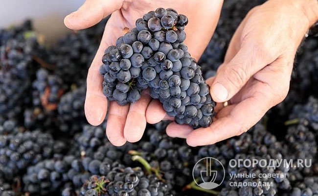 В некоторых винах из Pinot Noir, выращенного в жарком климате, присутствуют ноты фиалки и кожи, часто ощущаются ягоды (малина, клубника, вишня), запах подлеска