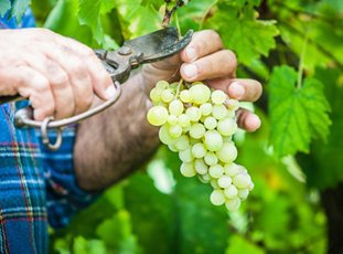 Лучшие сорта винограда для Средней полосы
