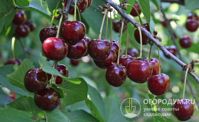 Плоскоокруглые ягоды весят в среднем по 3 г, их вкус оценивается в 4,6 балла