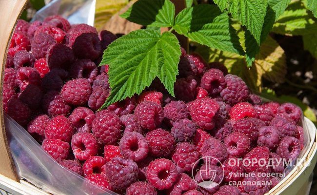 Вкусные ароматные плоды содержат большое количество полезных веществ – витаминов, микро- и макроэлементов