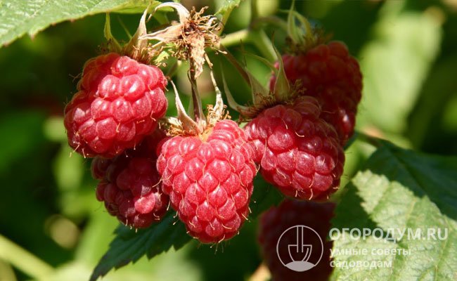 Вкусовые и товарные качества ягод напрямую зависят от количества тепла и света