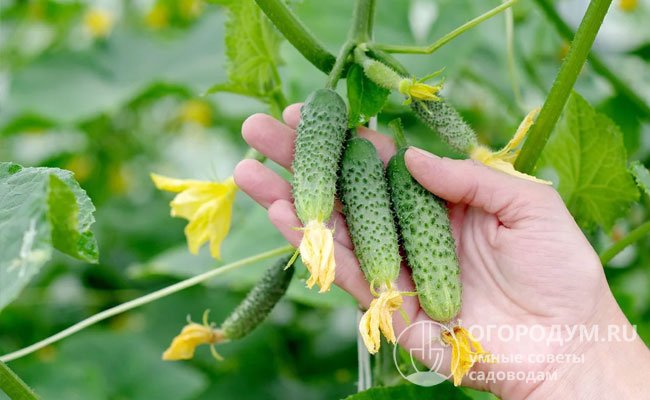 При съеме пикулей, то есть мелких плодов длиной 4-6 см, как на фото, урожай составляет 7-8 кг с квадратного метра