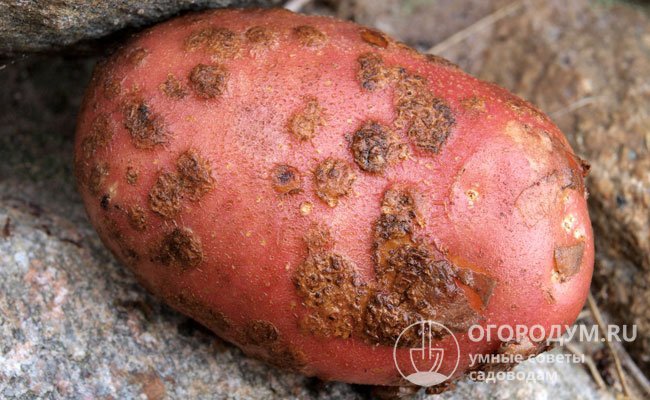 Парша на картофеле (на фото) – грибковое заболевание, приводящее к ухудшению товарных и потребительских качеств клубней
