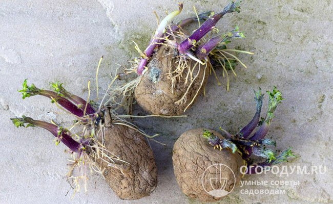 Проращивать семенной картофель рекомендуется на свету, сразу избавляясь от экземпляров, которые не дают полноценных ростков