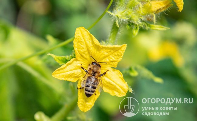 Плоды на опыляемых пчелами сортах не завяжутся без участия насекомых или искусственного оплодотворения