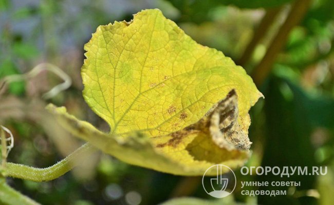 Пятна на листьях огурцов и другие изменения в их окраске появляются при нарушениях правил агротехники, поражениях вредителями и болезнями
