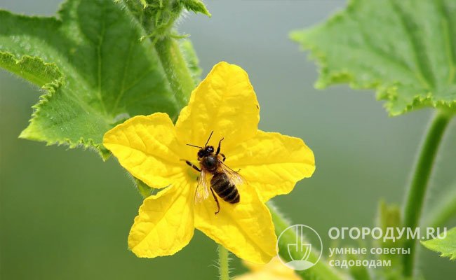 Похолодания сказываются не только на состоянии листвы, но и на свойствах пыльцы, что важно учитывать при выращивании пчелоопыляемых сортов