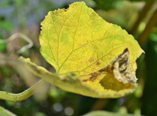 Почему желтеют листья огурца