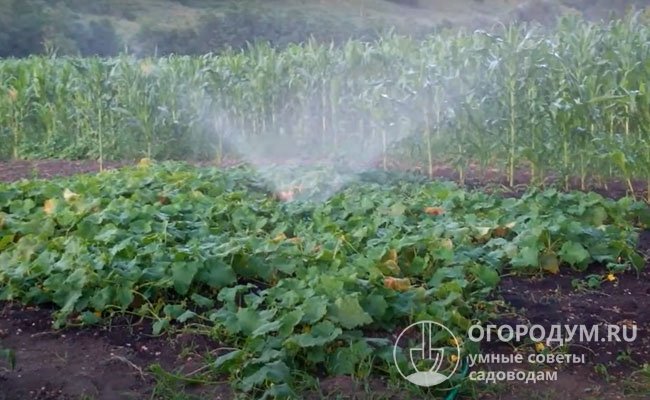 При выращивании «в расстил» на открытых участках нередко используют метод дождевания, проводя его в пасмурную погоду или по вечерам