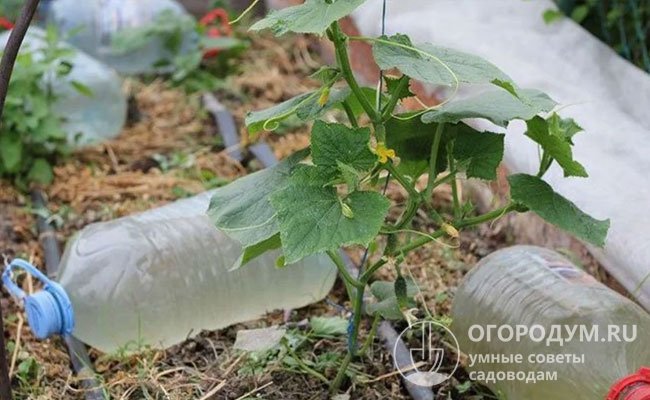 С помощью пластиковых бутылок умелые дачники организуют пассивный полив, аналогичный капельному