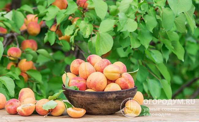 Плоды абрикоса содержат большое количество питательных веществ как в свежем, так и в сушеном виде