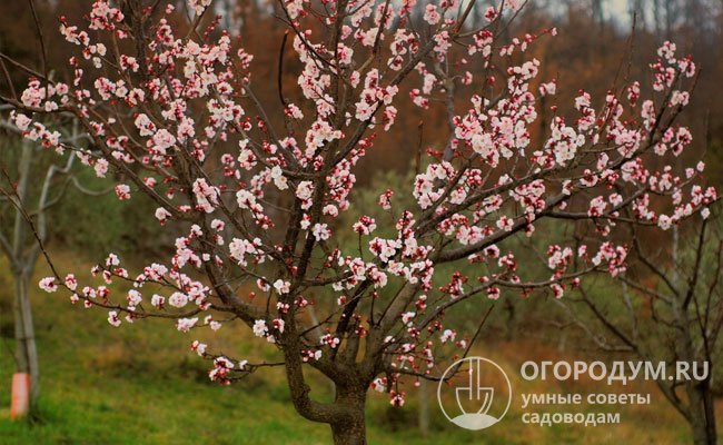 Цветение абрикосовых деревьев начинается одним из первых, олицетворяя приход весны