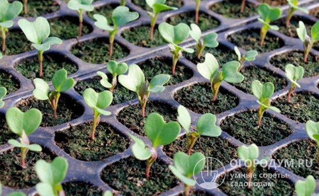 Отечественные огородники сажают брокколи на рассаду в домашних условиях, практикуют подзимний и весенний посев в открытый грунт
