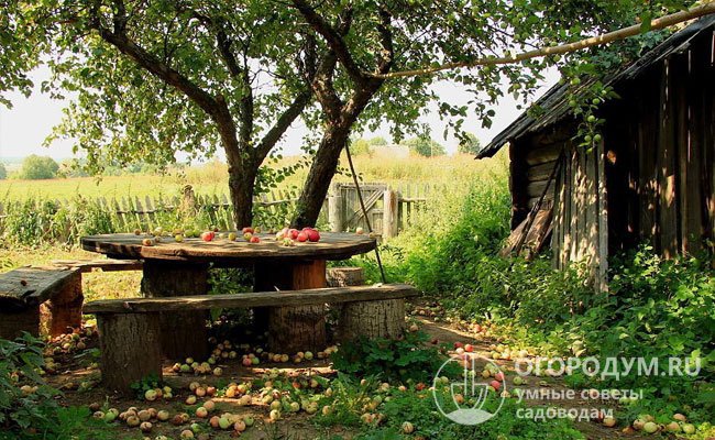 До сих пор даже заброшенные российские деревни утопают в яблоневых садах