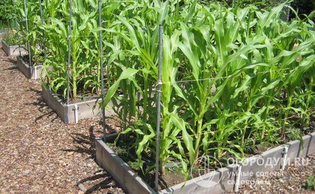 Капельный полив – оптимальное решение для кукурузы