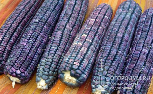 Зубовидная кукуруза отличается крупными зернами, имеющими характерную форму с небольшим углублением на макушке