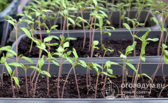 Рассаду, подготовленную дома, сажают в теплицу или на грядки в возрасте 55-75 дней, в зависимости от продолжительности вегетации выбранных сортов и гибридов