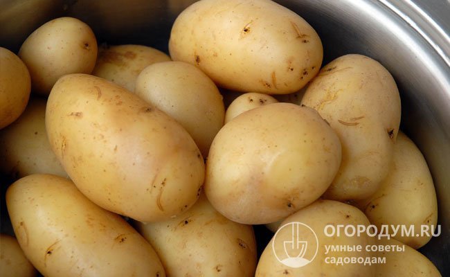 рассыпчатые сорта картофеля для средней полосы россии