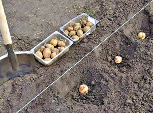 Способы и схемы посадки картофеля