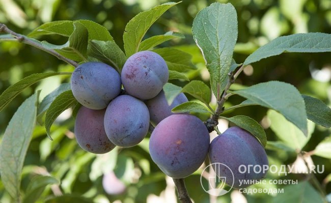 Плоды мелкие, массой около 20 г, округло-оваль­ные (реже яйцевидные), фиолетово-красные, покрытые интенсивным синевато-фиолетовым восковым налетом