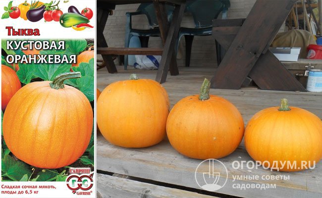 «Кустовая оранжевая» хорошо подходит для выращивания в средней полосе, плоды имеют столовое и консервное назначение