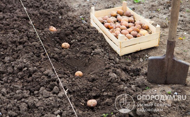 Виды удобрений для картофеля при посадке в лунку весной