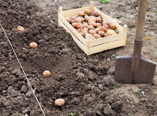 Удобрения для картофеля при посадке