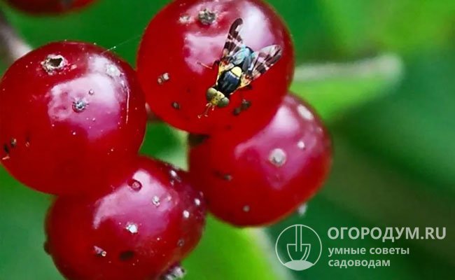Один из самых опасных насекомых-вредителей черешни и сладких сортов вишни – вишневая муха