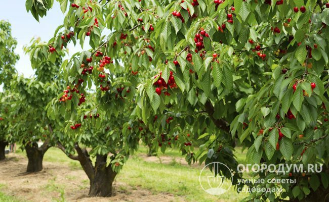 В Центральном Черноземье и других регионах до сих пор есть старые посадки «вишни-шпанки», которые растут с конца 40-х – начала 50-х годов прошлого века